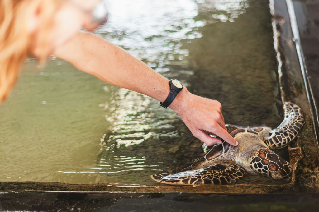 A tourist touching a baby turtle in a turtle hatchery near Beruwala
