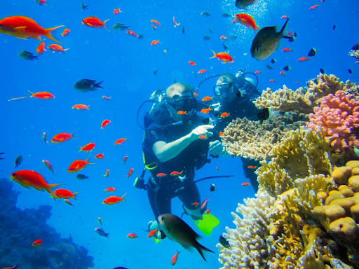 Snorkelling and scuba with marine life near a coral reef on Sri Lanka’s east coast