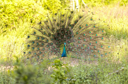 Peacock displaying feathers in Udawalawe National Park, Sri Lanka