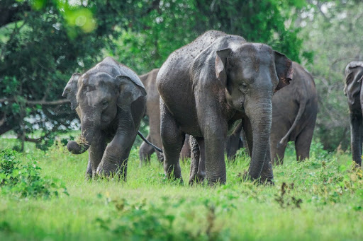 Elephant herd during a safari in Minneriya National Park, Sri Lanka