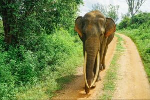  An Elephant roaming at Udawalawe National Park, Sri Lanka.