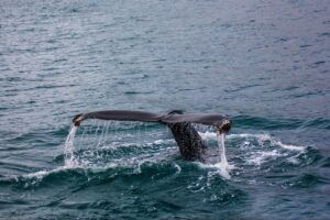 Tail of a whale splashing in Mirissa, Sri Lanka