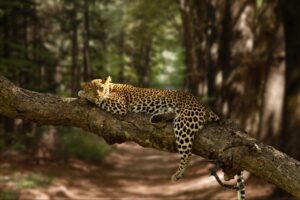  A leopard resting on a tree at Yala National Park, Sri Lanka.