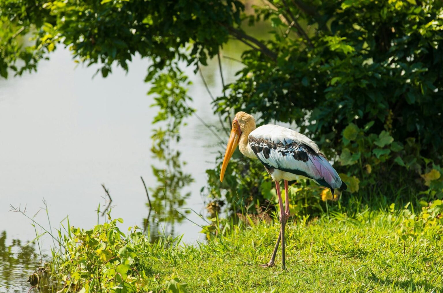 Best Wildlife Safaris in Sri Lanka: A Guide to the Top Parks | Browns ...