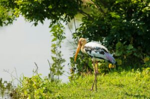 Painted stork near a lagoon in a Sri Lankan national park during a birdwatching safari
