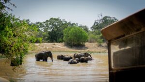 Elephants bathing during a jeep safari at a Sri Lankan national park