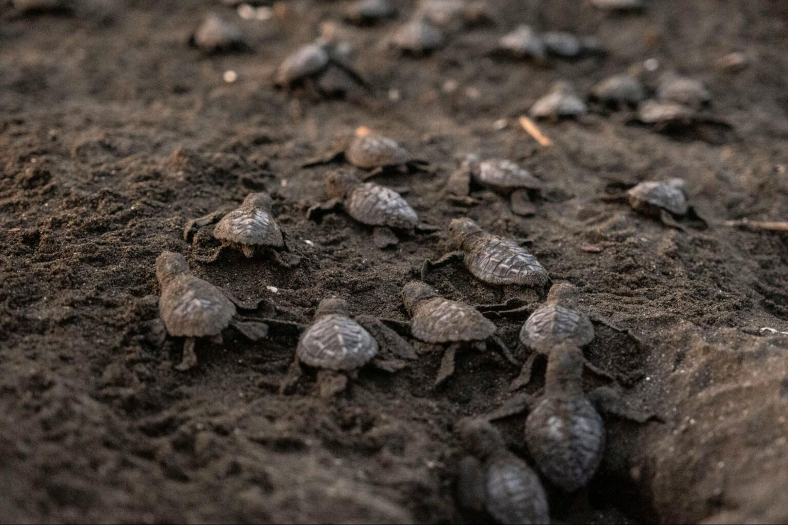 5 Turtle Nesting Beaches on Sri Lanka’s South Coast | Where to See Sea ...