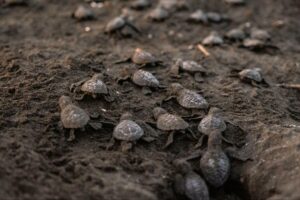 : Sea turtle hatchlings moving across sand on a nesting beach in Sri Lanka