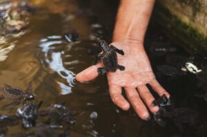 Sea turtle hatchling being protected during conservation efforts on Sri Lanka’s south coast
