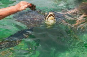 Green sea turtle in coastal waters near Sri Lanka’s south coast nesting beaches