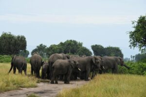 Herd of wild elephants in Minneriya National Park near Sigiriya, Sri Lanka