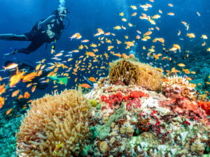 Scuba divers on a colorful tropical coral reef
