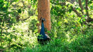 Wild peacock in a forest setting in Sigiriya, Sri Lanka