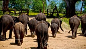 Herd of Asian elephants moving across dry land in Minneriya during seasonal migration