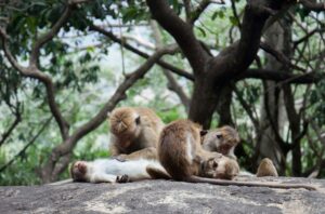 A group of monkeys resting on a rock in the forest near Sigiriya, Sri Lanka