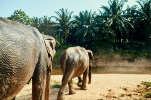 Elephants near Minneriya Tank, showing dry season habitat in Sri Lanka