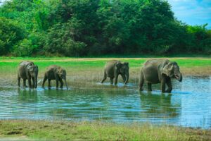 Elephant herd crossing water during the elephant gathering in Minneriya National Park, Sri Lanka