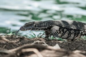 Water monitor lizard near a lake in the Sigiriya region, Sri Lanka