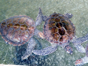 Turtle conservation visit near Bentota during a Sri Lanka beach holiday
