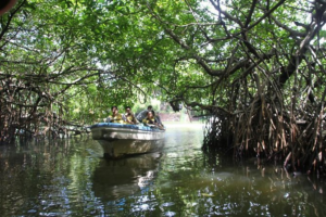 Bentota River boat ride through mangroves near Thaala Bentota