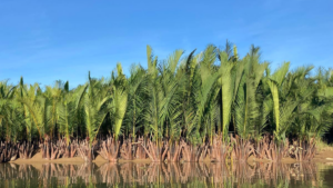 Nipa palm fronds growing along the banks of Gin Oya in Sri Lanka