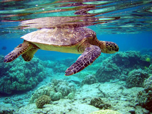 Sea turtle swimming near Sri Lanka’s southern coast