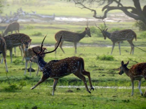 A herd of deer near a watering hole at Maduru Oya National Park