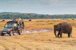 Elephants grazing in a large field during a jeep safari
