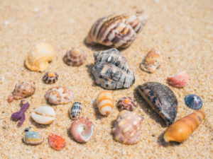 Seashells along Golden Mile Beach near The Eden Beruwala, the inspiration behind Sippi's name