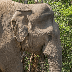 Close-up of a tuskless Sri Lankan elephant, the most common form in the wild.