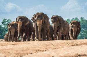 A matriarch leading her family herd, with a calf close by.