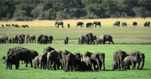 Multiple herds of Sri Lankan elephants gathering together at Minneriya