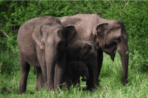 A small group of Sri Lankan elephants with calves.