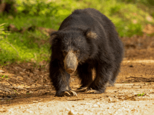A sloth bear spotted in Wasgamuwa National Park, Sri Lanka