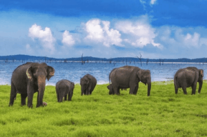 Elephants grazing beside Kaudulla reservoir during the dry season