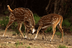 Two deer locking antlers in Wasgamuwa National Park