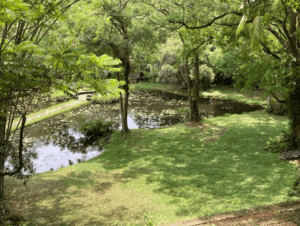 The Water Garden's lily pond at Lunuganga garden, Sri Lanka.