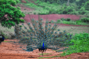 A male Indian peafowl seen from behind, its tail fanned out, on red earth with green scrub behind it. 